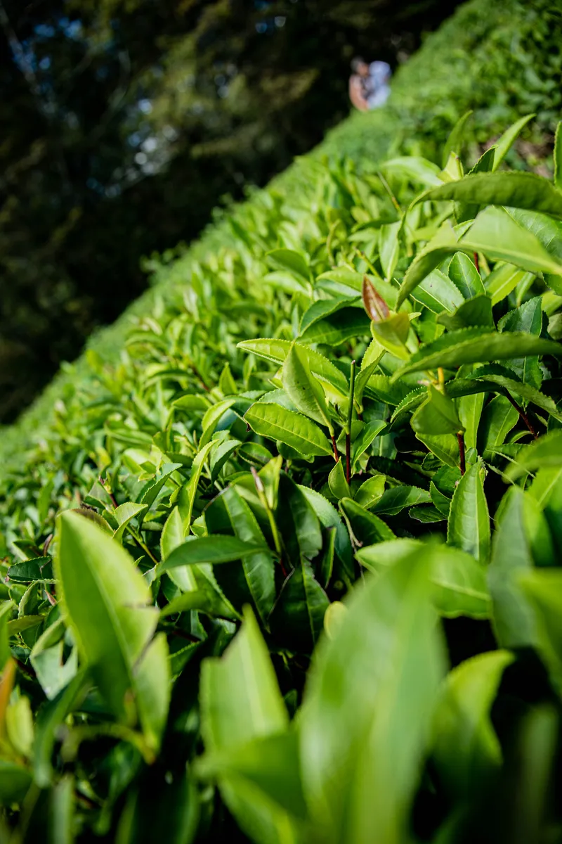 户外茶叶茶园