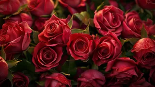 玫瑰花鲜花花朵摄影图