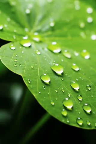 春天绿叶上的露珠水滴谷雨摄影图