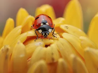 菊花上的瓢虫昆虫摄影图