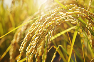 水稻稻穗农田种植生长摄影图