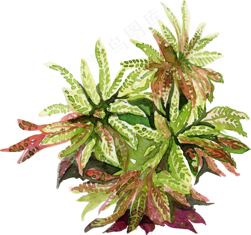 手绘植物草花免扣素材