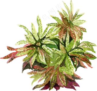 手绘植物草花免扣素材