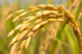 水稻稻穗农田种植生长摄影图