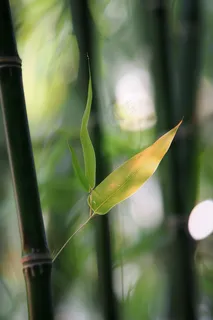 春夏竹林绿色清凉摄影图