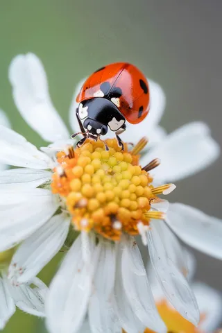 瓢虫七星瓢虫植物春天昆虫摄影图