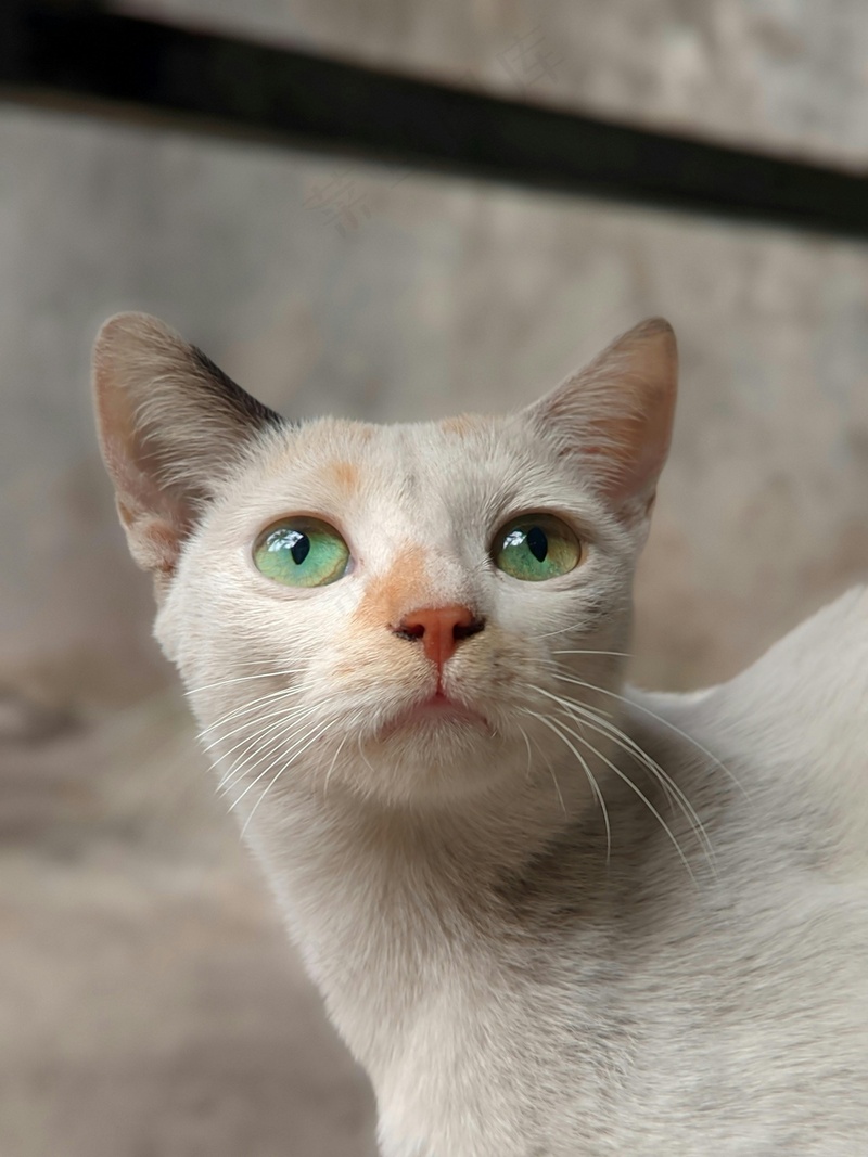白色猫咪小猫