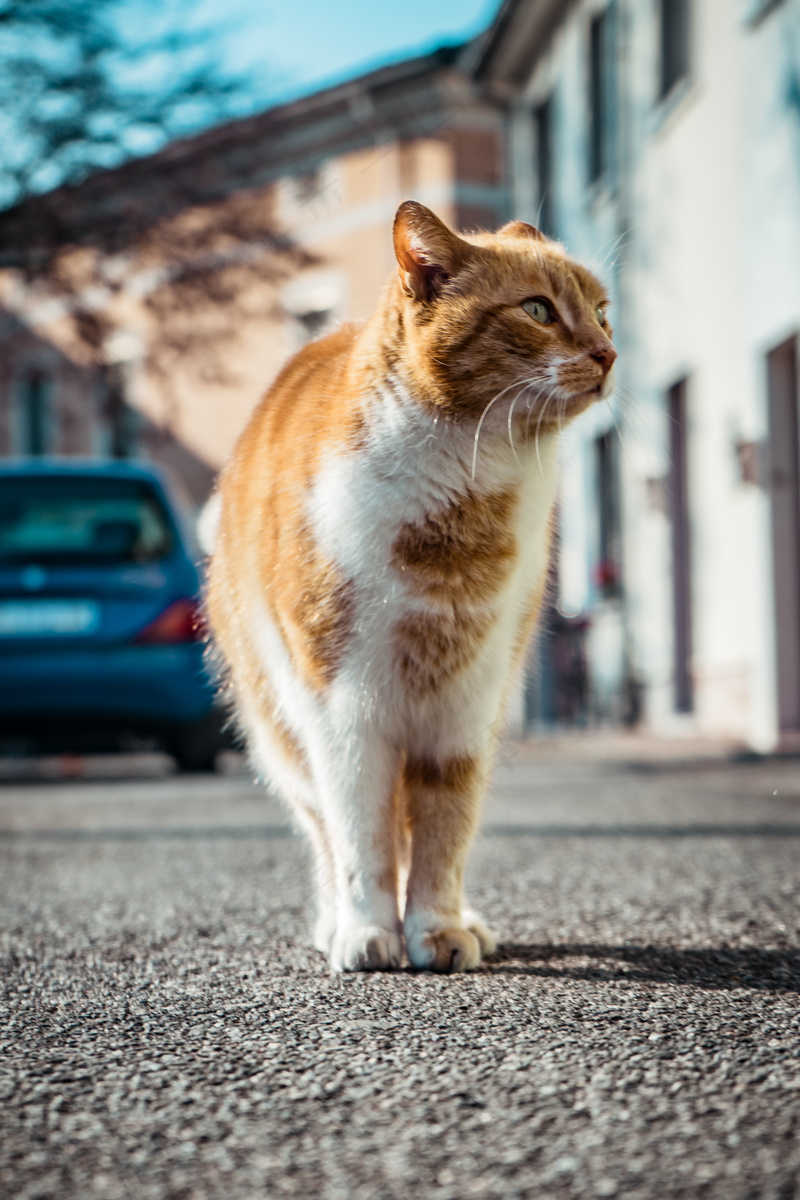猫咪小猫动物