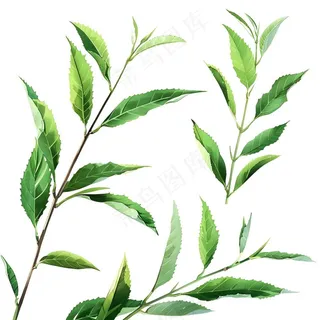 绿叶热带植物手绘插画插图免抠