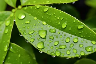 春天谷雨雨水绿叶摄影图