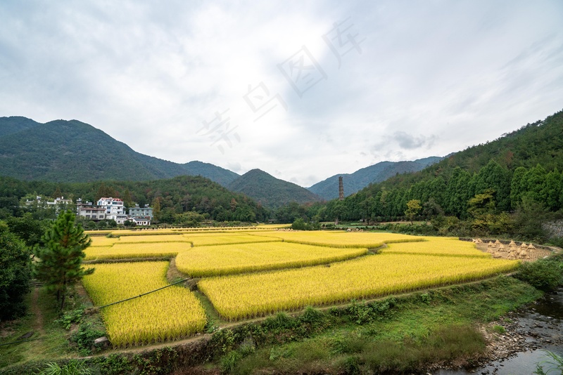 稻田稻穗图片