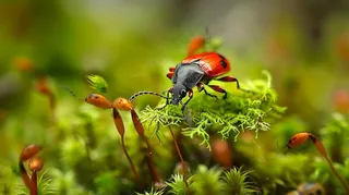 苔藓草地上的昆虫春天摄影图