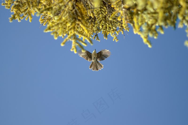 高清动物图片 (26)