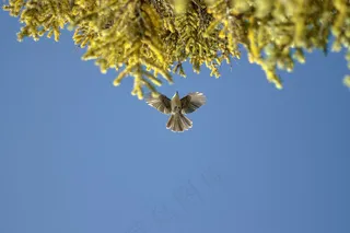 高清动物图片 (26)