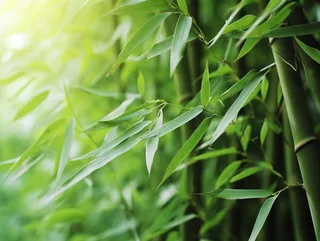竹林竹叶竹子绿色摄影图