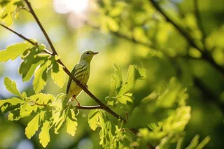 春天新芽嫩芽绿叶树枝绿色小鸟摄影图