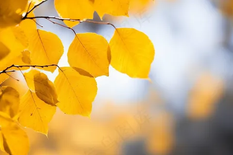 秋天黄叶树叶树枝摄影图 