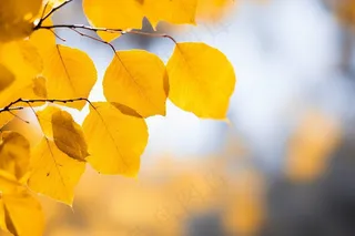 秋天黄叶树叶树枝摄影图 