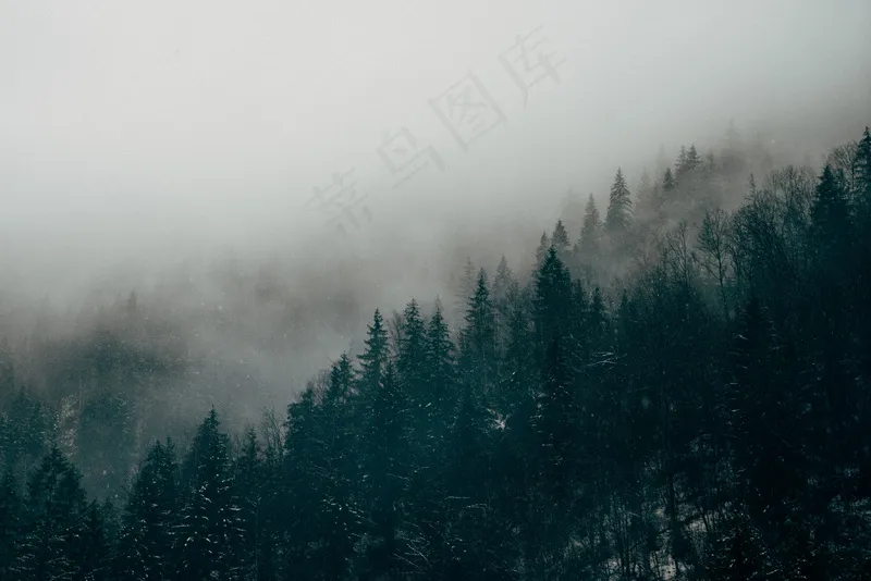 云雾森林图片