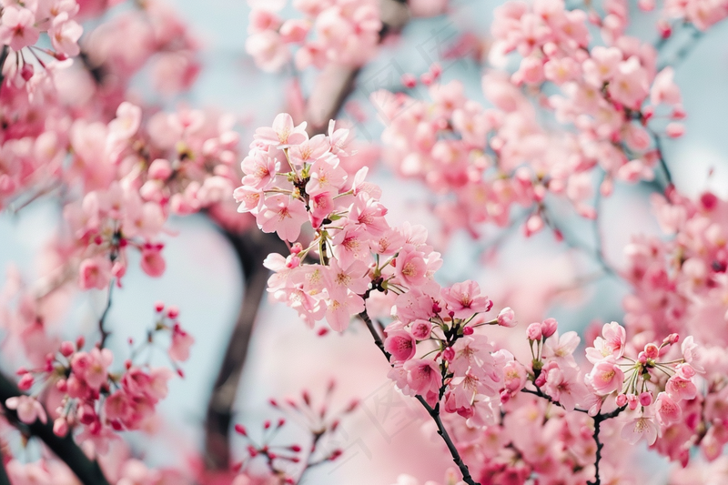 春日樱花花朵摄影图(4032x2688)