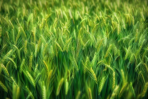 小麦绿色麦穗小满芒种粮食丰收摄影图