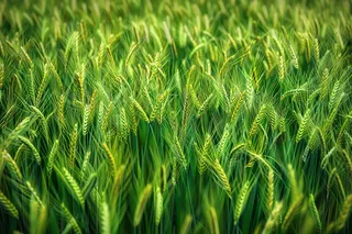 小麦绿色麦穗小满芒种粮食丰收摄影图