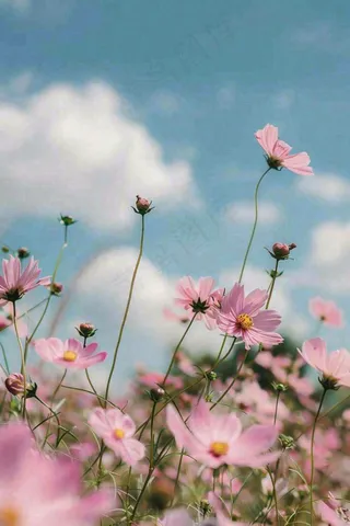 春夏粉色花朵自然清晰大自然风景花丛摄影图