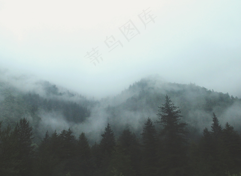 云雾森林图片