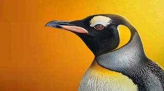 企鹅动物细节特写橙色背景摄影图