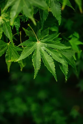 春天嫩绿的大树树叶绿植摄影图