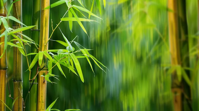 春夏竹林绿色清凉摄影图(4368x2448)