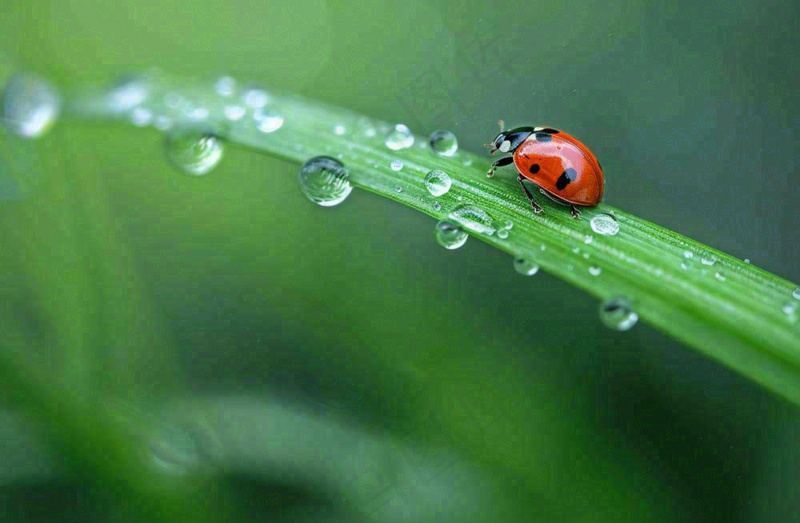 春天绿叶上的昆虫瓢虫露珠 雨水谷雨寒露摄影图(1344x880)