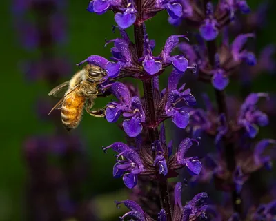 辛勤采蜜的蜜蜂 辛勤采蜜的蜜蜂