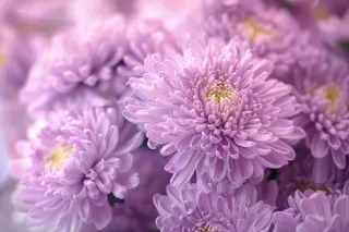 紫色菊花鲜花植物摄影图