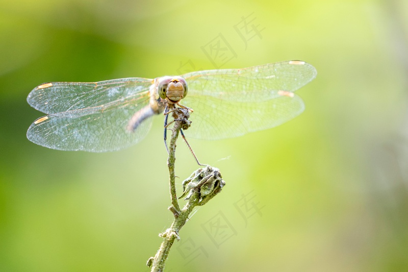 蜻蜓停驻绿意枝头