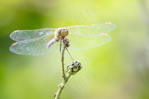 蜻蜓停驻绿意枝头