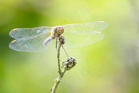 蜻蜓停驻绿意枝头