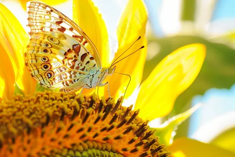 向日葵向阳鲜花摄影图