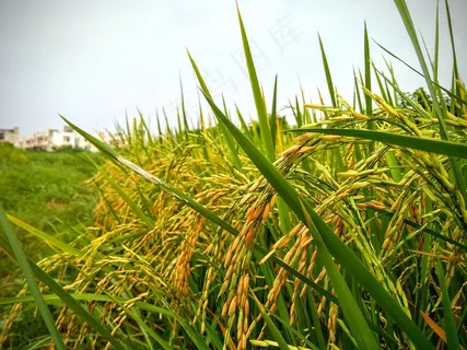 稻田稻穗图片