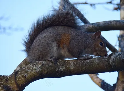 户外可爱松鼠动物
