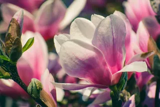 户外玉兰花花朵