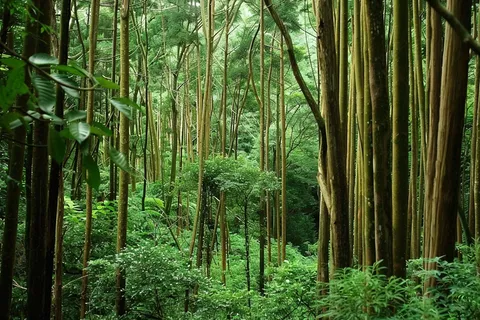 山林森林绿色大自然风景摄影图 山林森林绿色大自然风景摄影图