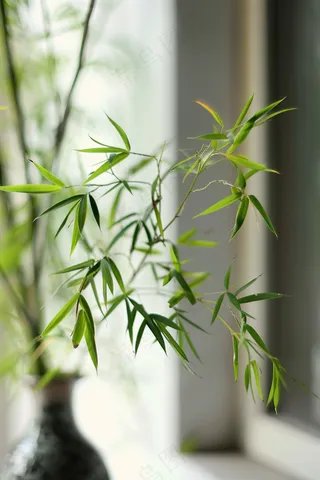 绿色竹叶插瓶室内淡雅摄影图
