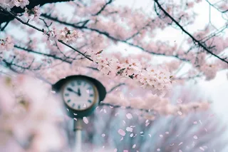 春日樱花花朵摄影图