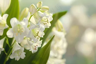 白色鲜花百合花摄影图