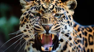 猎豹凶猛的豹子头部面部特写保护动物摄影图