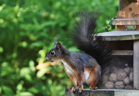 户外松鼠动物 户外松鼠动物