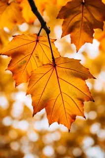 秋天树上的黄叶秋意摄影图