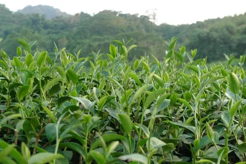 户外茶园茶叶 户外茶园茶叶