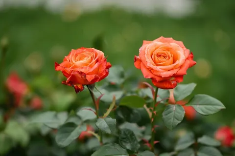 玫瑰花鲜花花朵摄影图